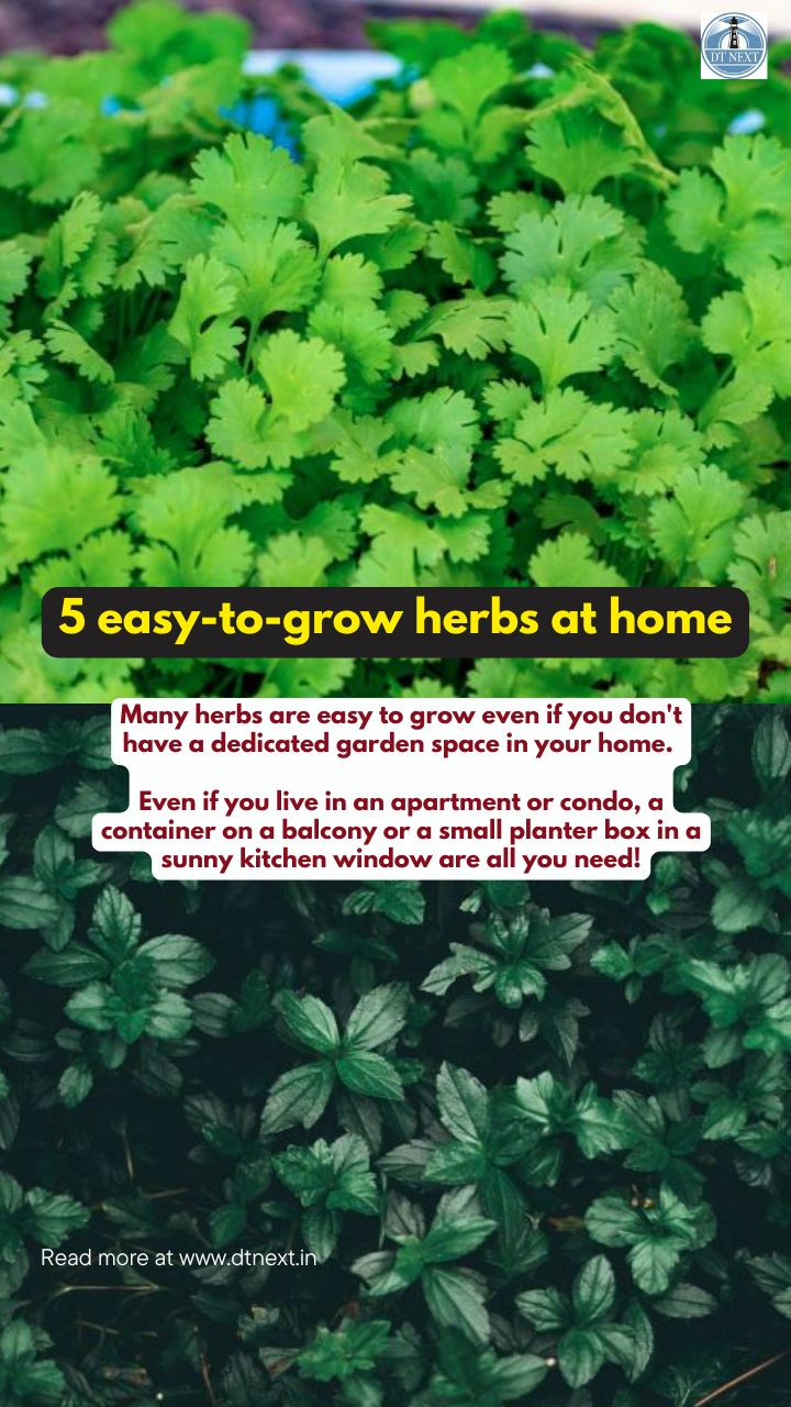 5 easy-to-grow herbs at home