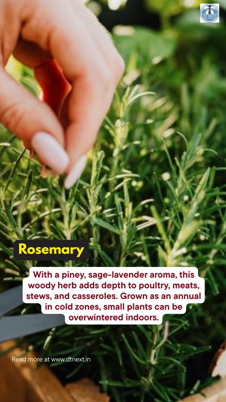 5 easy-to-grow herbs at home