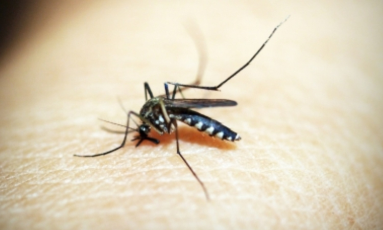 Ivermectin can lower new malaria infection in children by 26pc: Study Ivermectin can lower new malaria infection in children by 26pc: Study