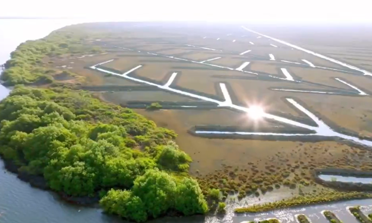 Muthupet mangroves to be TNs first carbon credit site Muthupet mangroves to be TNs first carbon credit site