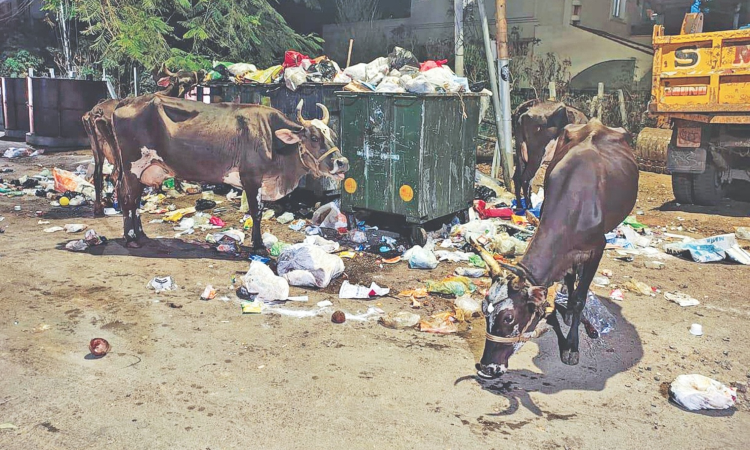 Chennai Citizen Connect: Poompuhar Nagar residents wary of stray cattle, uncleared garbage