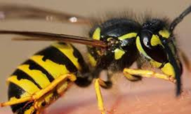 Wasp attack kills boy, injures 6 in Tiruporur Wasp attack kills boy, injures 6 in Tiruporur