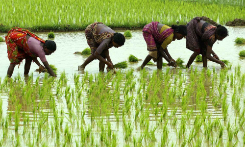 Kharif crops sowing this season may exceed last years level: ICRA
