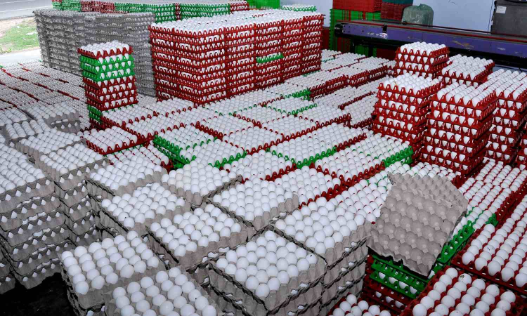 Tamil Nadu: Namakkal egg exports record impressive growth