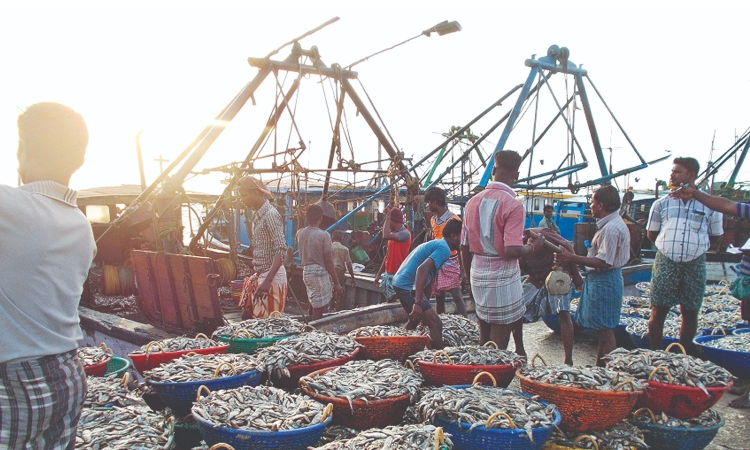 TN follows Guj in most fish catch of the year as per CMFRI data