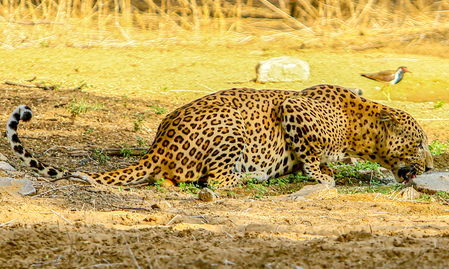 TN forest dept steps up leopard monitoring after cow killed near Coimbatore TN forest dept steps up leopard monitoring after cow killed near Coimbatore