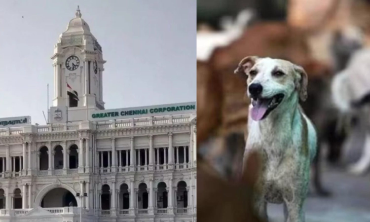 Chennai Corporation  to kickstart anti-rabies vax drive on Aug 9 at MMDA Park