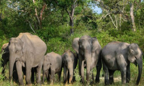 World Elephant Day to be celebrated in Coimbatore, human-elephant conflict mitigation to be key focus World Elephant Day to be celebrated in Coimbatore, human-elephant conflict mitigation to be key focus