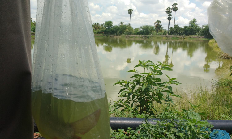 Tamil Nadu: Freshwater fish highly nutritious, say experts