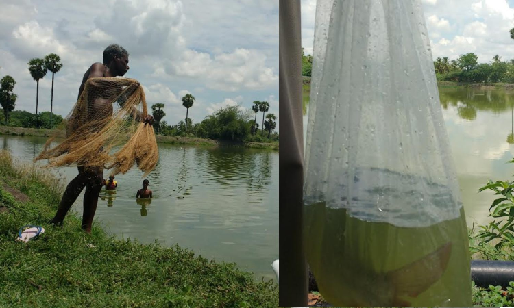 TN farmers seek release of 8 cr fish fingerlings into waterbodies TN farmers seek release of 8 cr fish fingerlings into waterbodies