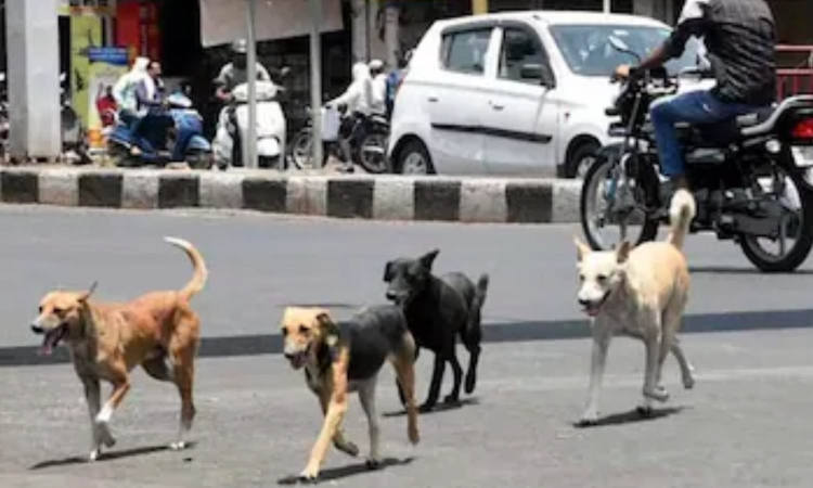 Four-year-old girl in Karnataka dies of rabies after multiple dog bites