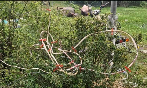 Two buffaloes electrocuted after contact with live wires in Rajakilpakkam Two buffaloes electrocuted after contact with live wires in Rajakilpakkam