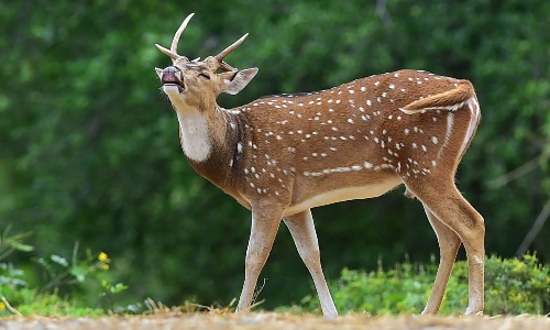 MCC to conduct deer census to gather insight into the animals behaviour and diet MCC to conduct deer census to gather insight into the animals behaviour and diet