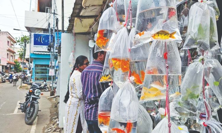 Business concerns: Will not move to mall-like Villivakkam complex, say Kolathur ornamental fish traders