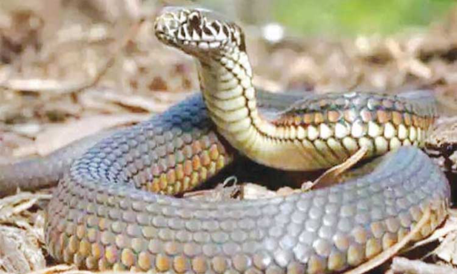 Cobra slithers out at police booth, triggers panic