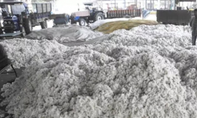 TN farmers worried over import duty cut on cotton TN farmers worried over import duty cut on cotton