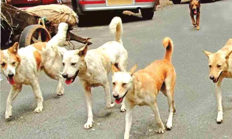 GCC to build shelters for rabies-affected, aggressive dogs GCC to build shelters for rabies-affected, aggressive dogs