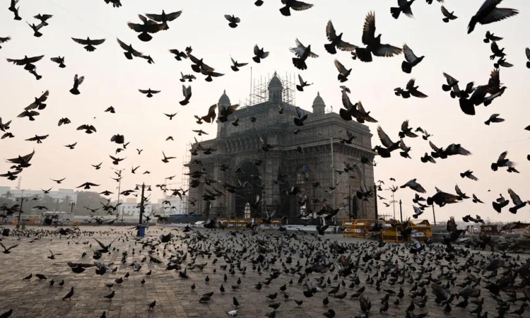 Religious objections: Mumbai’s pigeon-feeding rules aren’t going over well Religious objections: Mumbai’s pigeon-feeding rules aren’t going over well