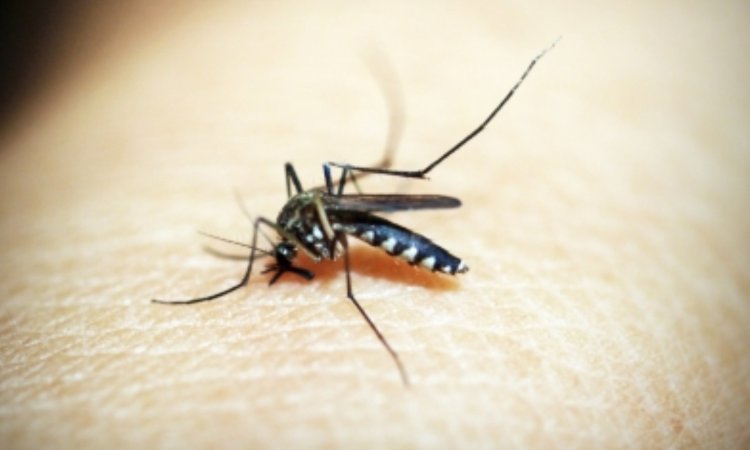WHO-recommended spatial repellants effective for tackling malaria: Study WHO-recommended spatial repellants effective for tackling malaria: Study