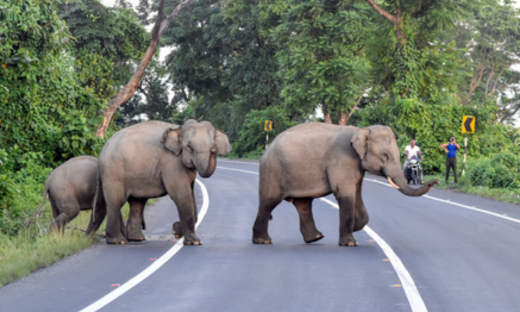 Judges panel inspects works to curb elephant intrusions in Coimbatore Judges panel inspects works to curb elephant intrusions in Coimbatore