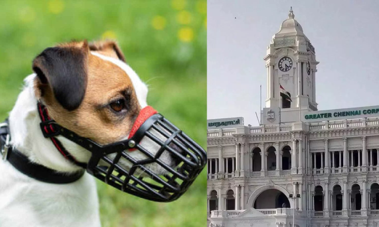 Microchip pet dogs or face Rs 3,000 fine from next month: GCC
