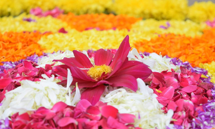 Chennai: Surplus flower supply takes prices down for Onam Chennai: Surplus flower supply takes prices down for Onam