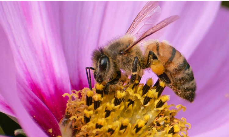 Deadlier than varroa, a new honey-bee parasite is spreading around the world Deadlier than varroa, a new honey-bee parasite is spreading around the world