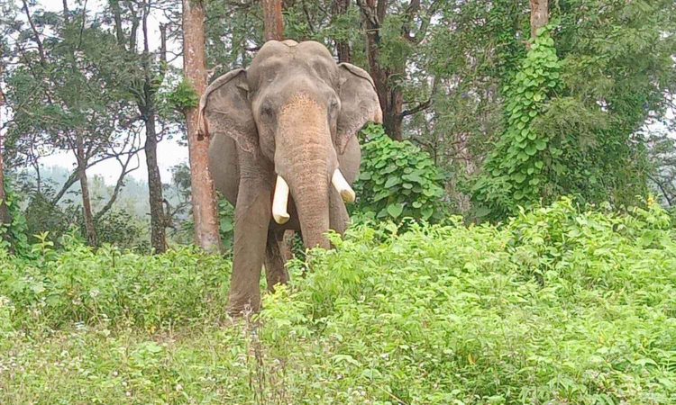 2 kumkis deployed in O’ Valley for wild jumbo hunt