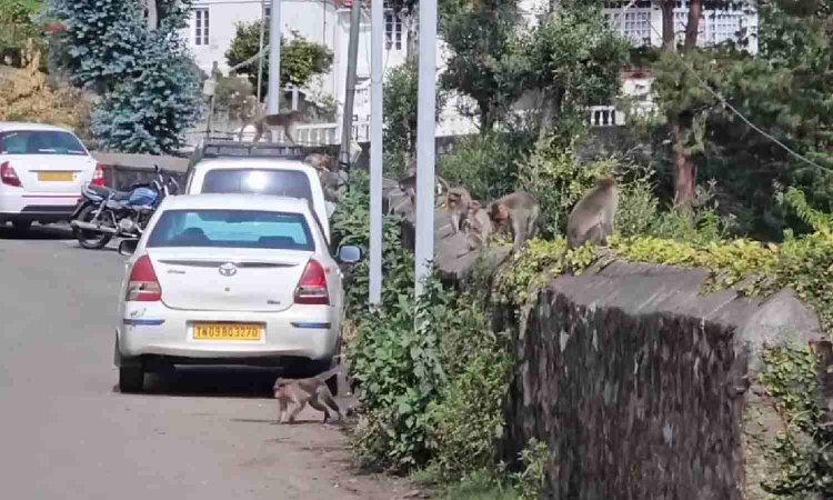 Bengaluru tourist injured in monkey attack at Guna Caves