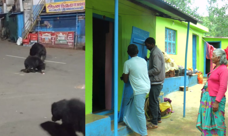 Nilgiris: Bears roam Manjoor Bazaar like stray dogs; locals demand forest department action