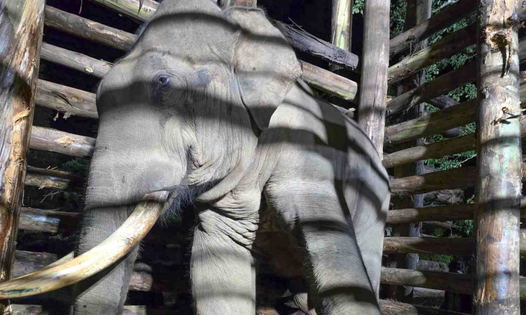 Elephant Radhakrishnan aggressive, Rolex evasive: Forest department in tight spot Elephant Radhakrishnan aggressive, Rolex evasive: Forest department in tight spot