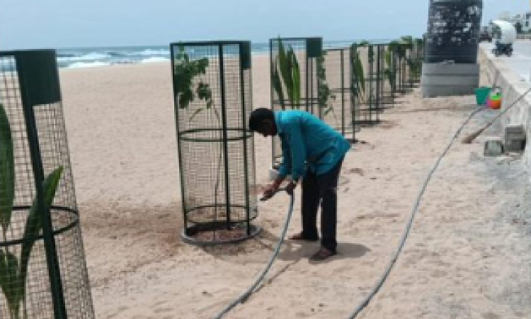 GCC plants 250 country tree saplings on Palavakkam Beach for green cover