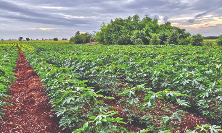 Bumper tapioca yield fails to lift spirits of nearly 10 lakh farmers in TN