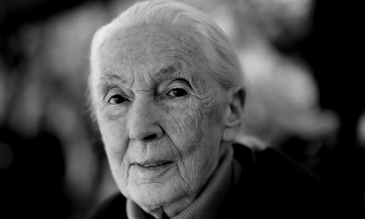 Jane Goodall, who blurred the line between humans and chimps, dies at 91