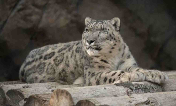 Snow leopard count up by 62 per cent in Himachal over four years: survey