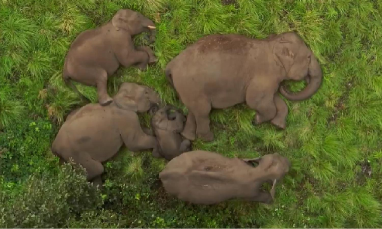 Tamil Nadus wild elephant count goes up to 3,170, says population report