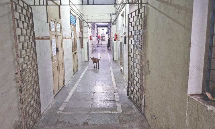 Dogged run: Strays roam Egmore ICH, give parents, staff the jitters