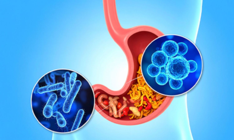 New antibiotic to curb dangerous gut bacterium with a low dose